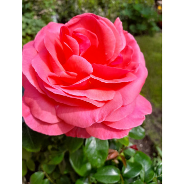 Photo for notice Anne HUGHES