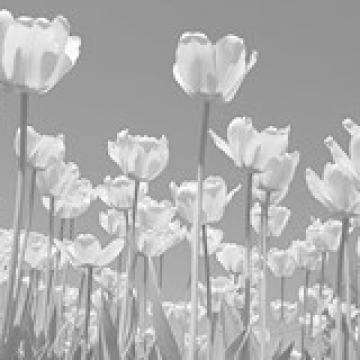 Photo of Nancy Mary LAVERTY