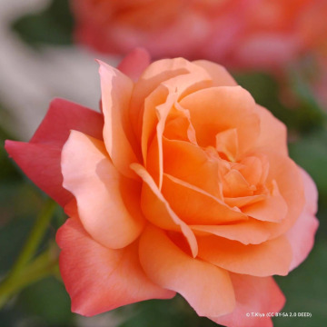 Photo for notice Ann Elizabeth RAMSEY