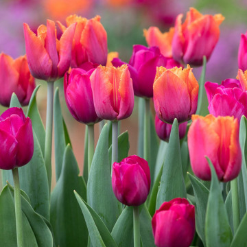 Photo for notice Susan Joan MARQUES