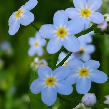 Photo of Hilary MORGAN