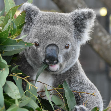 Notice Gallery for Mason WILLIAMS