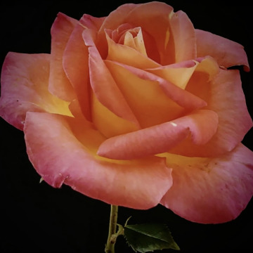 Notice Gallery for Kelly METHVEN (Nee Holmes)