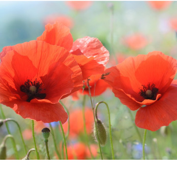 Photo for notice Jean Beatrice ROGERS