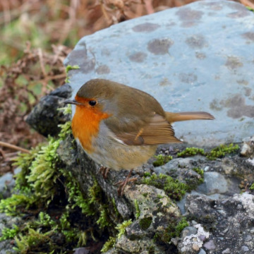 Photo for notice Jean Beatrice ROGERS