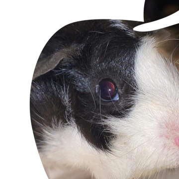 Notice Gallery for Elaine HAWES