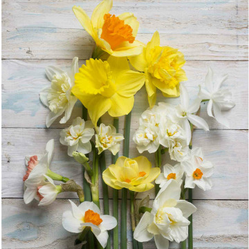 Photo for notice Emily Mary DEVONPORT