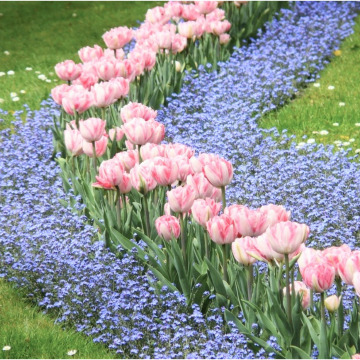 Tribute photo for Dilys Mary MORGAN