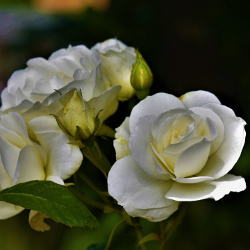 Photo for notice Roma McGILL