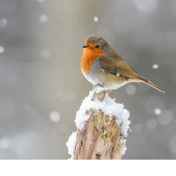 Notice Gallery for Harold GRIEF