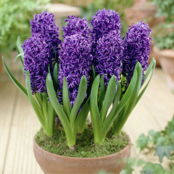 Photo for notice Patricia LEACH