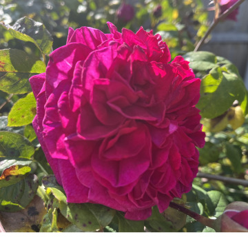 Notice Gallery for Margaret GALLOCHER