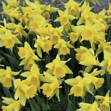 Photo for notice Erena BOYD