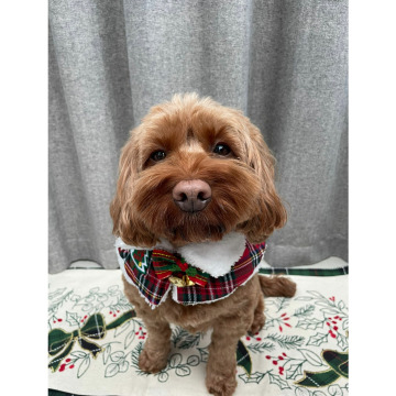 Photo for notice Eileen Josephine BOLAND