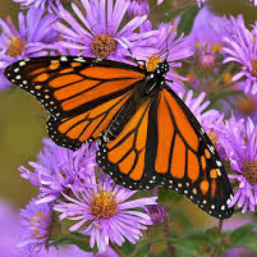 Notice Gallery for Heather BURTON