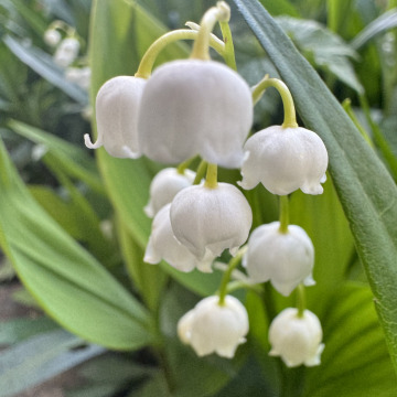 Tribute photo for Beryl Alvine TABOR