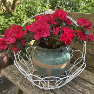 Notice Gallery for Beryl Alvine TABOR