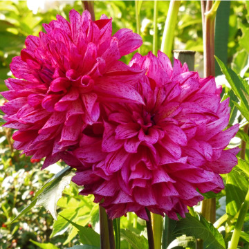 Notice Gallery for Barbara WEGG