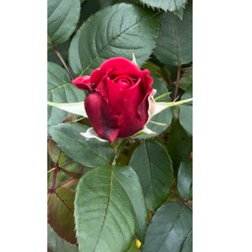 Notice Gallery for Adrian (Adie) MANGNALL