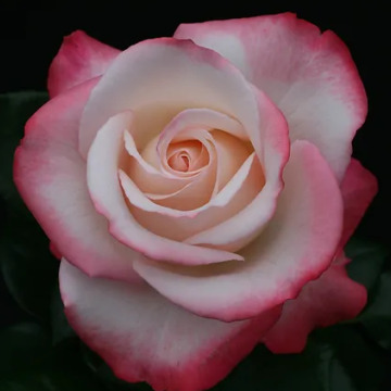 Notice Gallery for Pat CHIPPING