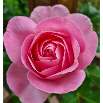 Photo of Isabel Ayre MCGREGOR