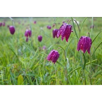 Photo of Margaret COWLING