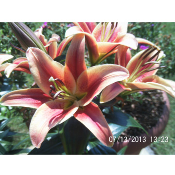 Photo for notice Maureen Joan COLLINGTON