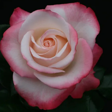 Notice Gallery for Emma Louise CARTER