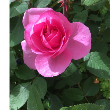 Notice Gallery for Valerie DURKIN