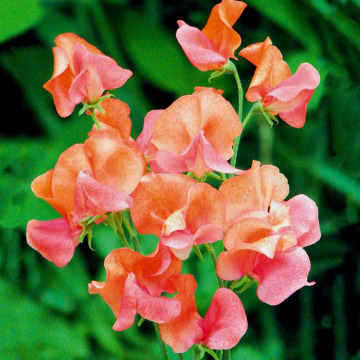 Photo of Sandra Susan BARKER