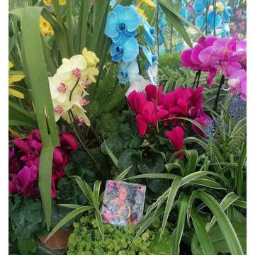 Photo for notice Patricia Sarah DOYLE