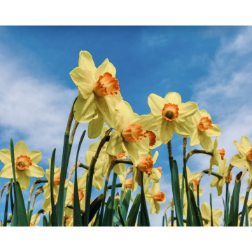 Notice Gallery for Hilda May ALCOCK