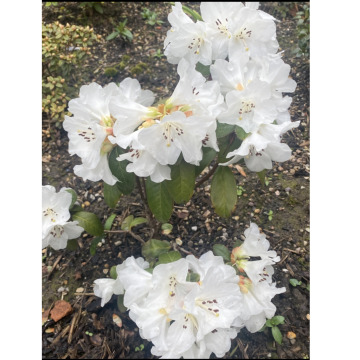 Photo for notice Margaret HALL