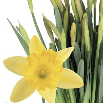 Photo for notice George William LEACH