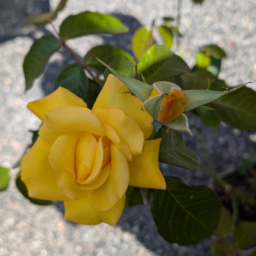 Photo for notice Sherron APPS