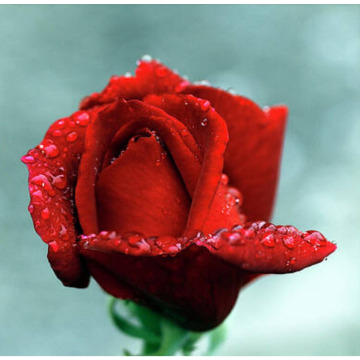 Notice Gallery for Philip John GIBSON