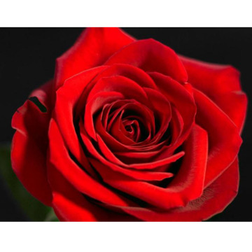 Photo of Barry WATKIN