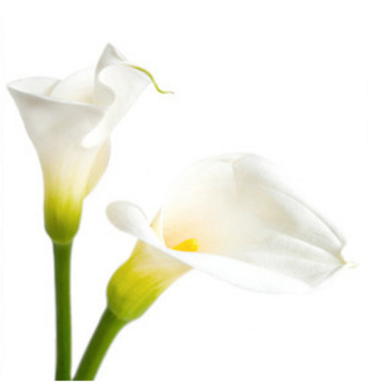 Photo for notice Menna LEWIS