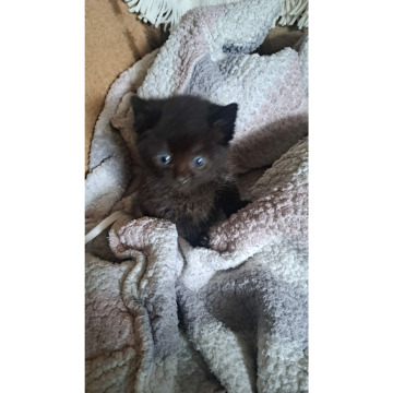 Notice Gallery for Lesley Marsha ELLIS