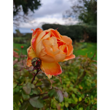 Notice Gallery for Sandra Anne HOWLETT