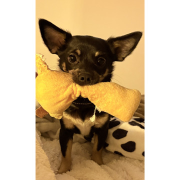 Photo for notice Ernest SIMPSON