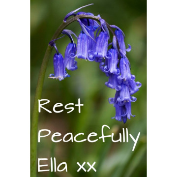Photo for notice Ella Lowri DARNEY