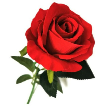 Photo of Christine THOMAS