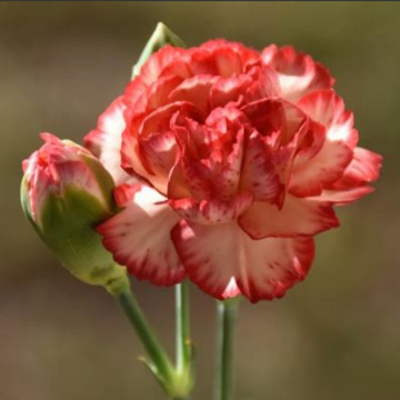 Photo for notice George GOSLING