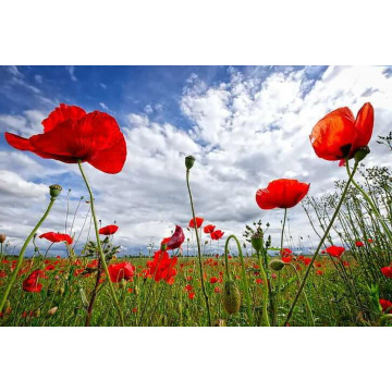 Photo of Patricia GREENHOUGH