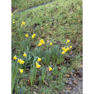 Photo for notice Desmond ROBINS