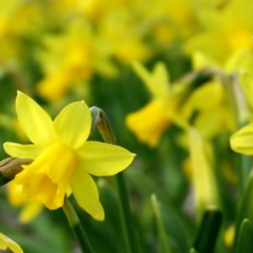 Photo of Joy Doreen PEMBERTON