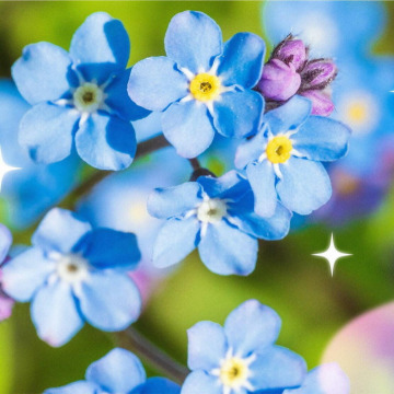 Photo of Edna Frances COWLEY