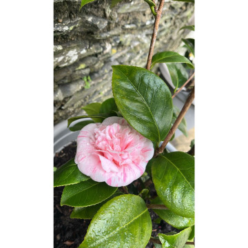 Photo for notice Fionnuala Millicent (Fionn) MACREADY-BRYAN