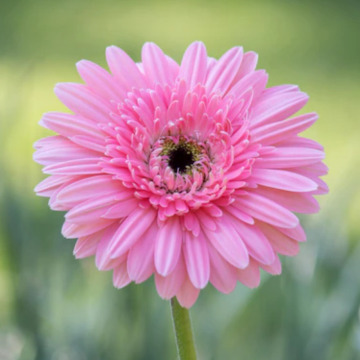 Photo for notice Melanie Jane BALDERSON